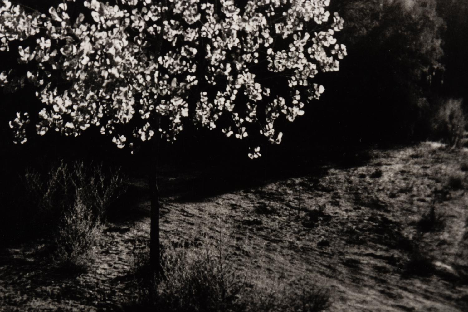 Flowering Tree and Field