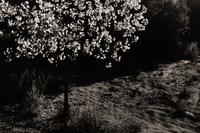 Flowering Tree and Field