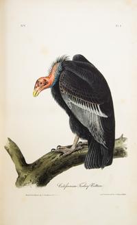 AUDUBON, JOHN JAMES. The Birds of America. New York; Philadelphia, 1840-1844. 7 vols. First octavo edition. Complete with 500 plates.