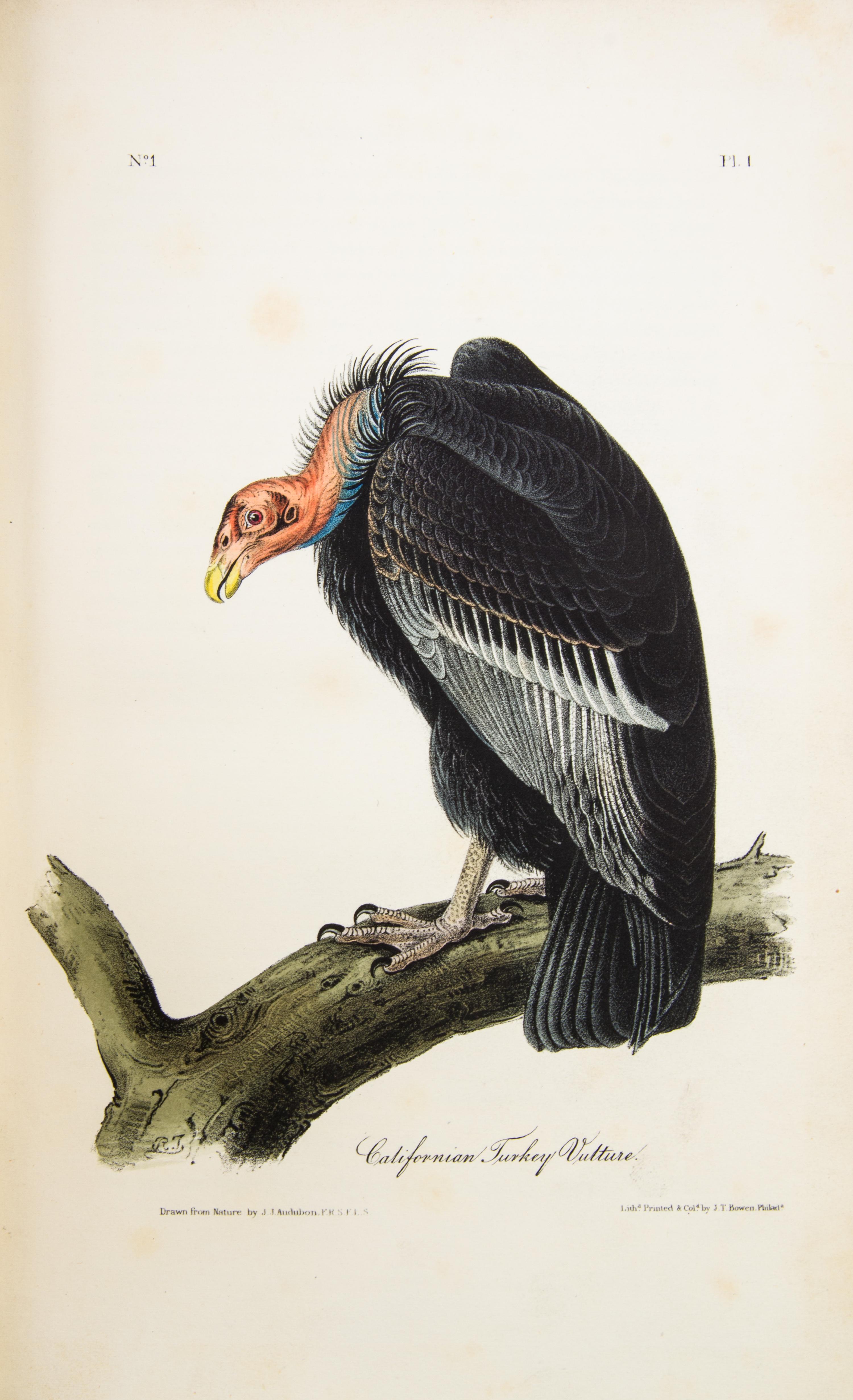 AUDUBON, JOHN JAMES. The Birds of America. New York; Philadelphia, 1840-1844. 7 vols. First octavo edition. Complete with 500 plates.