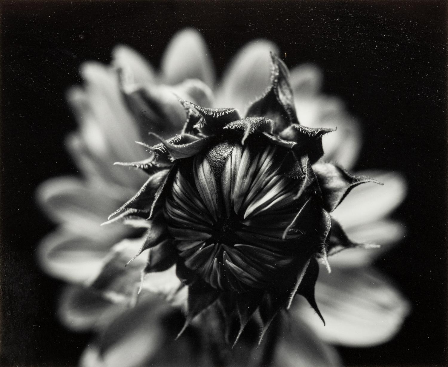 Paul Caponigro (born 1932) Winthrop, Massachusetts, 1965