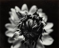 Paul Caponigro (born 1932) Winthrop, Massachusetts, 1965