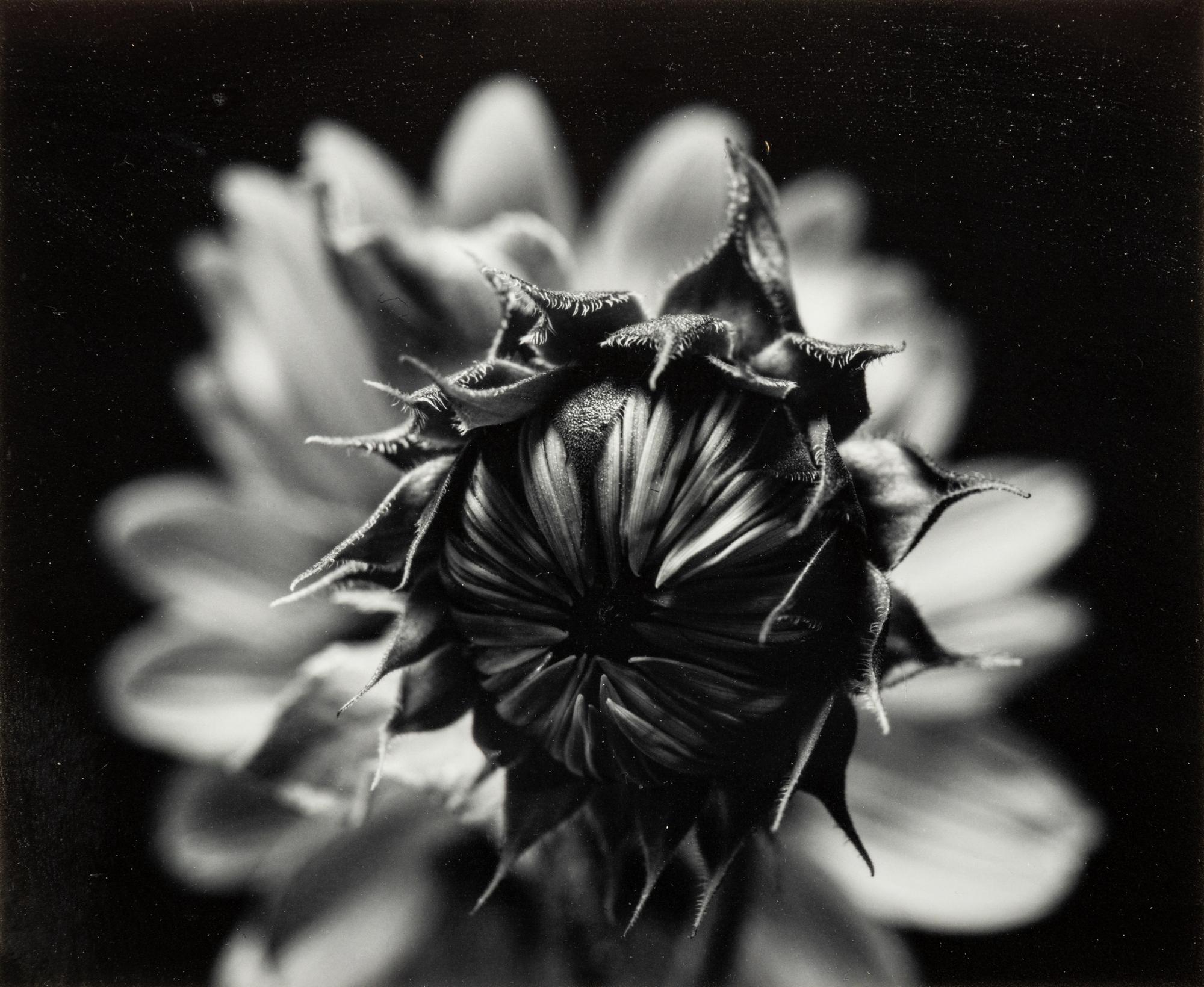 Paul Caponigro (born 1932) Winthrop, Massachusetts, 1965