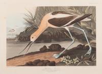 AUDUBON, John James (1785-1851).
