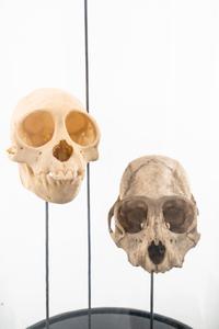 An Assortment of Taxidermy Articles