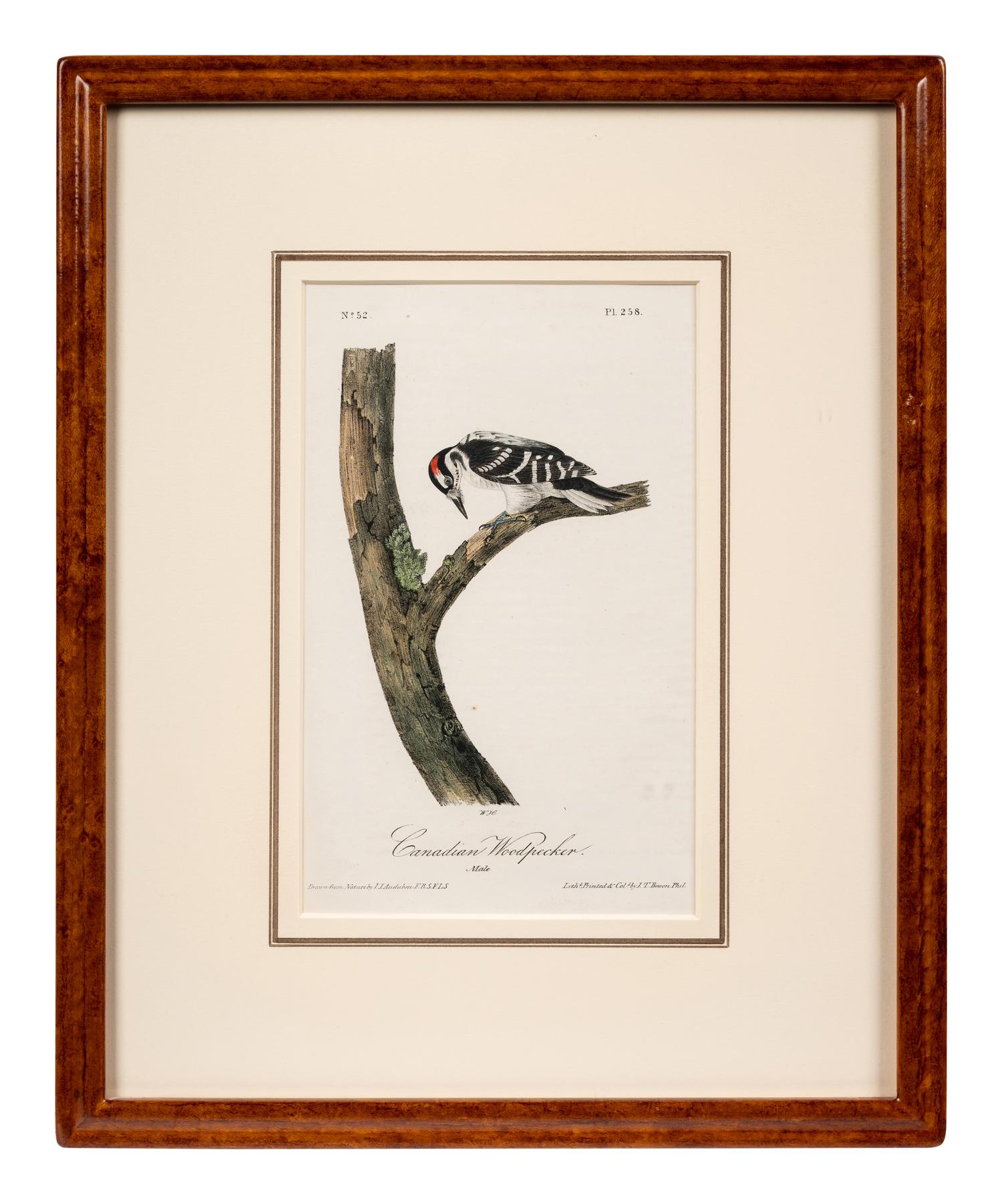 Grouped, see item 1 | A Group of Four Prints of Ground Fowl and Woodpeckers, after John James Audubon (1785-1851)