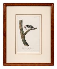 Grouped, see item 1 | A Group of Four Prints of Ground Fowl and Woodpeckers, after John James Audubon (1785-1851)