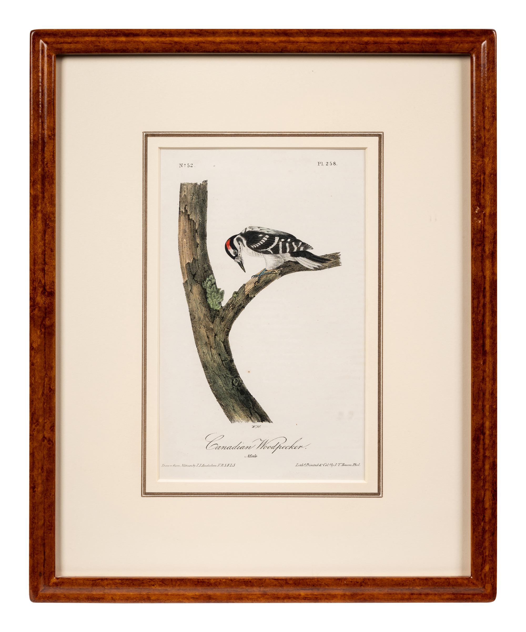 Grouped, see item 1 | A Group of Four Prints of Ground Fowl and Woodpeckers, after John James Audubon (1785-1851)