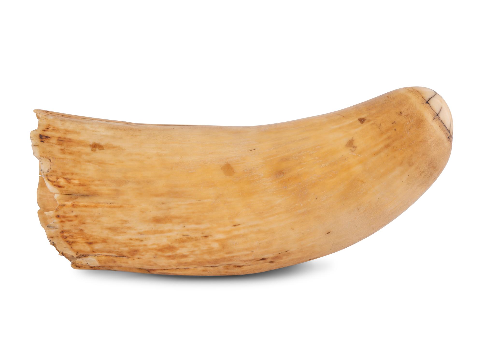 An Unusually Large Scrimshaw Tooth Depicting A Seaport