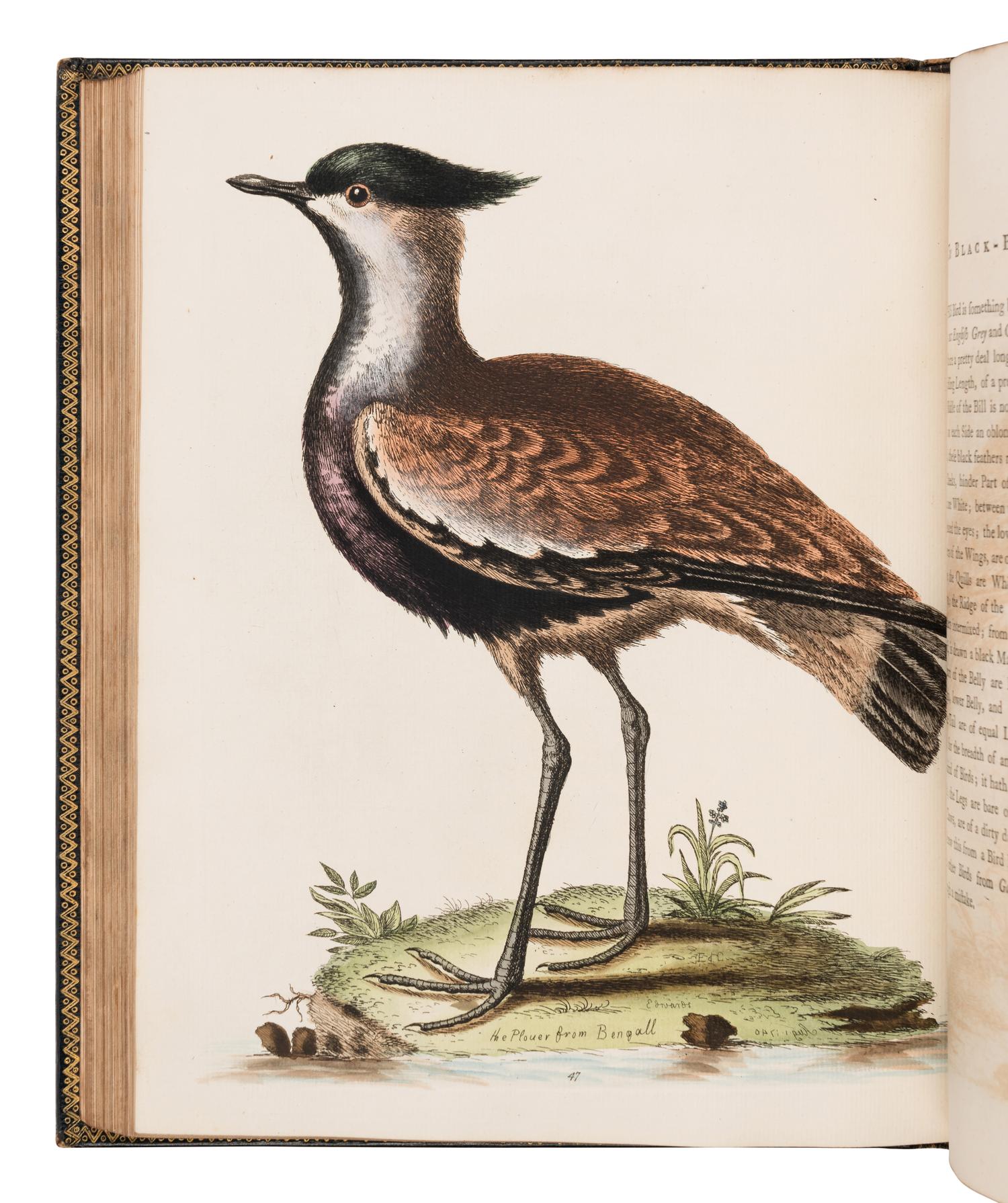 [NATURAL HISTORY]. EDWARDS, George (1694-1773). A Natural History of Uncommon Birds ... London: for the author, [1743]-1751 [but ca 1776]. [ With :] Gleanings of Natural History ....London: for the Author, 1758-1764.