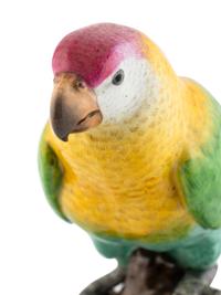 A Meissen Porcelain Parrot