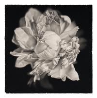 Bloom #2, 2003