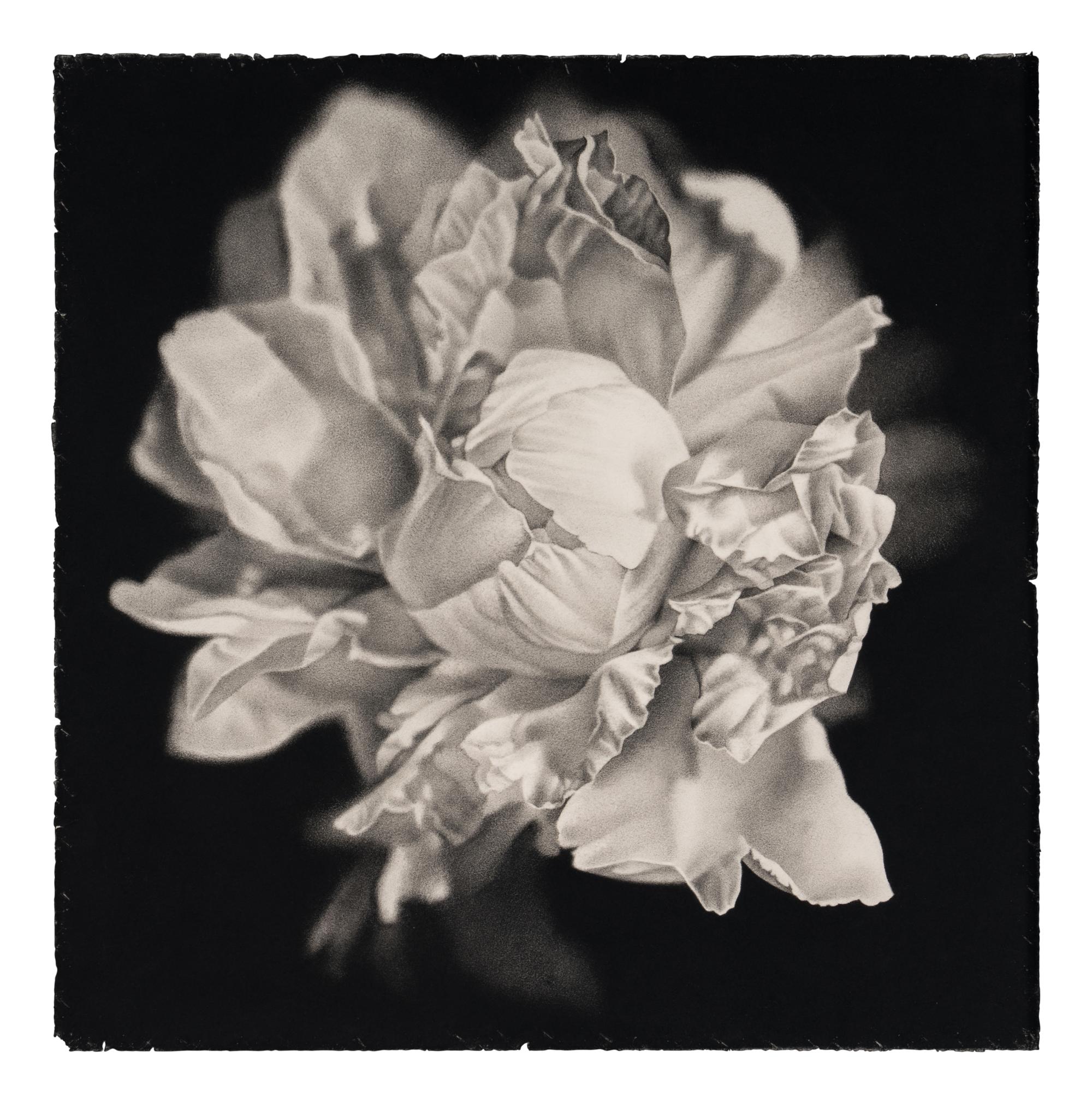 Bloom #2, 2003