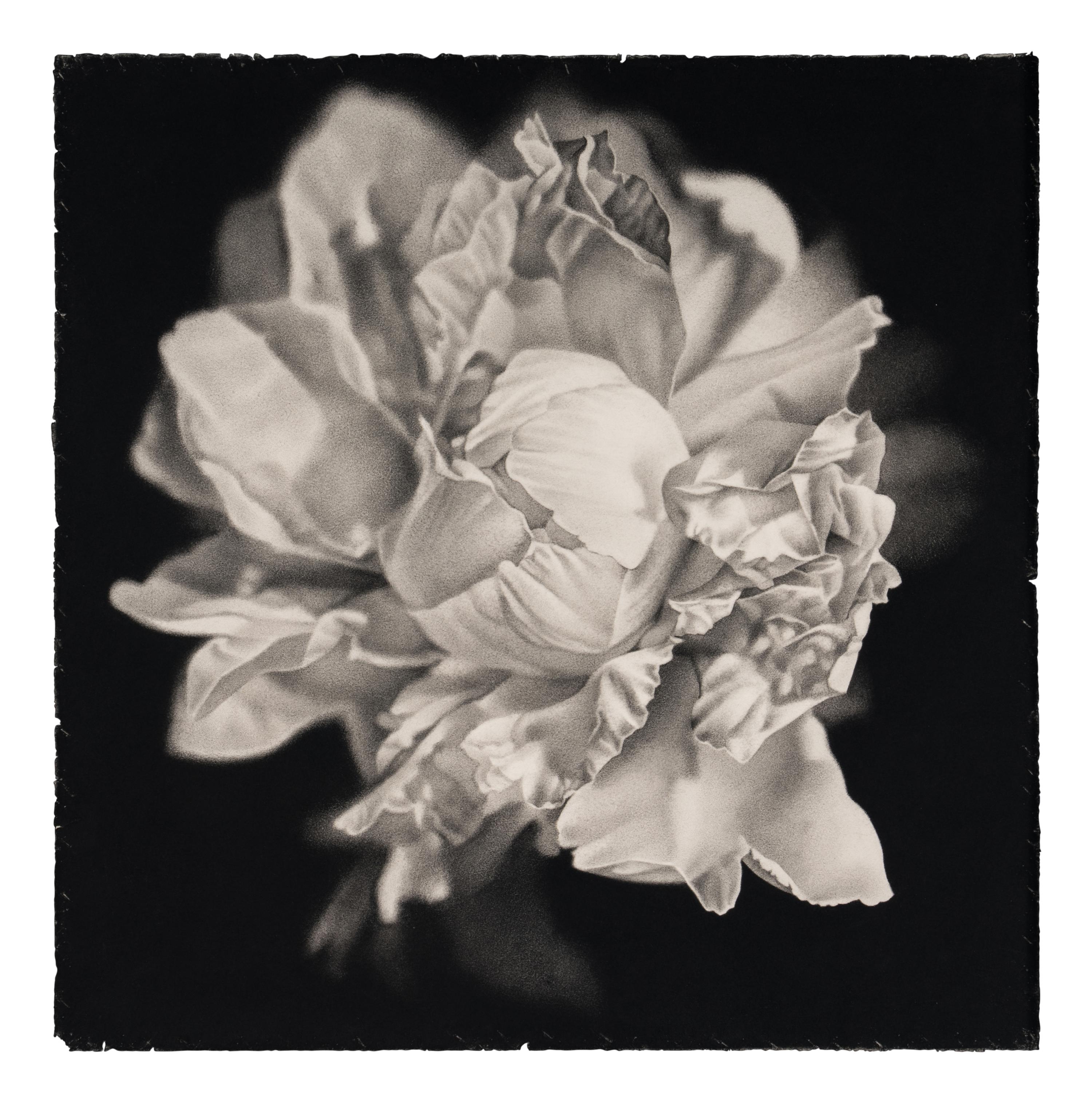 Bloom #2, 2003