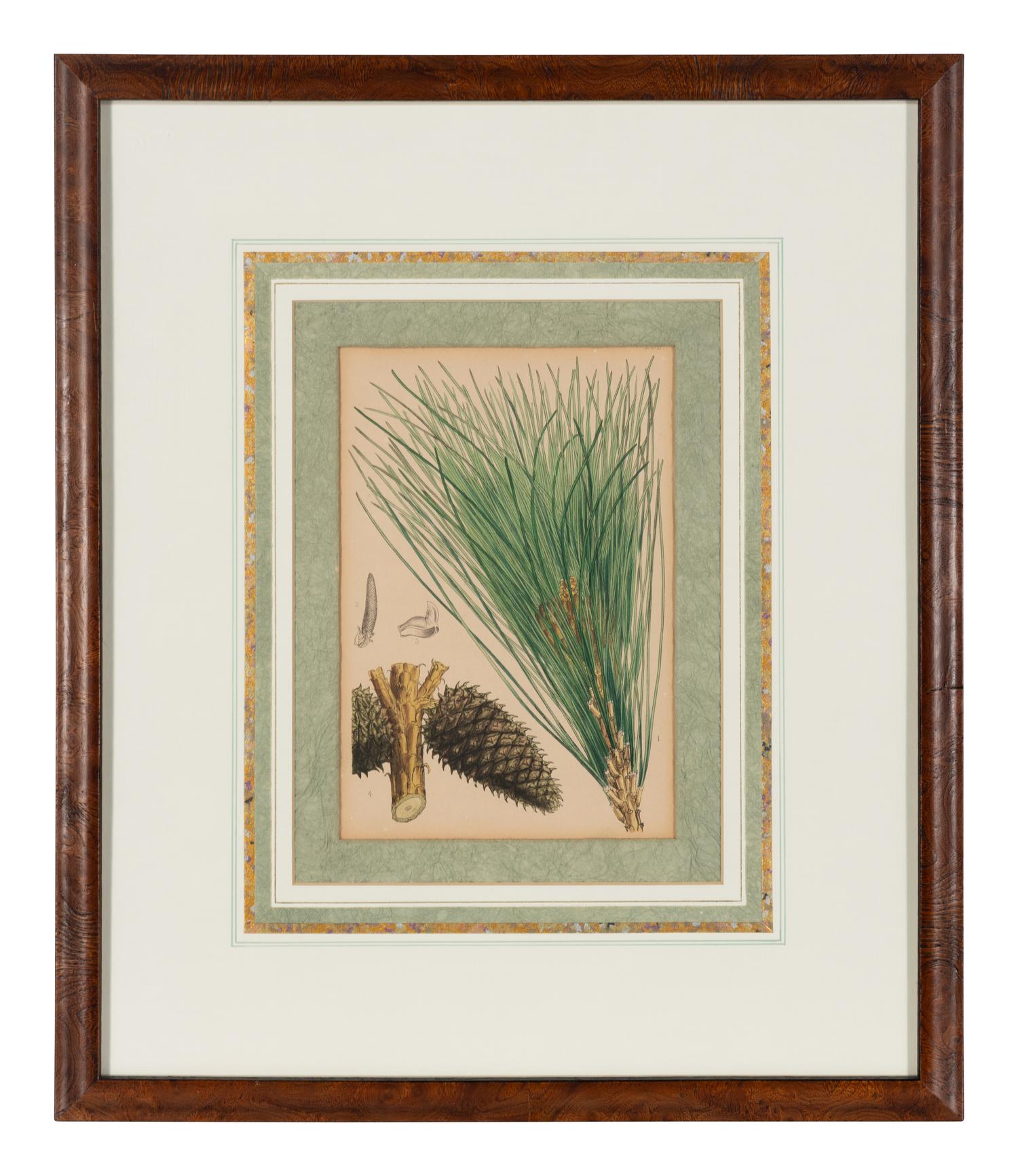 A Set of Eleven Illustrations from Medicinal Plants by Robert Bentley and Henry Trimen