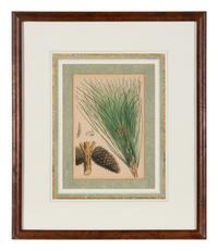 A Set of Eleven Illustrations from Medicinal Plants by Robert Bentley and Henry Trimen