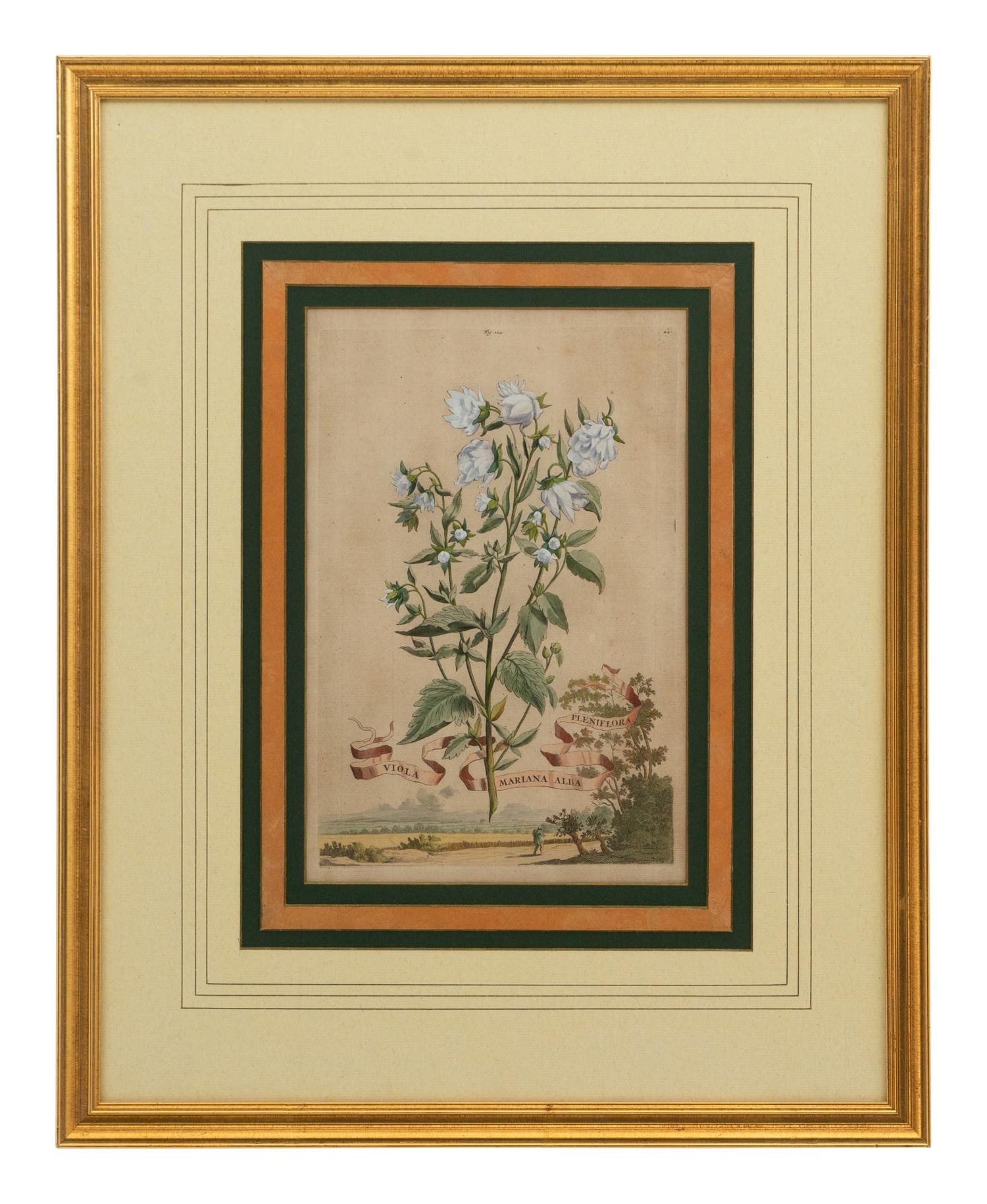 A Collection of Ten Abraham Munting Botanical Engravings from Naauwkeurige Beschryving Der Aardgewassen (1696)