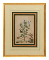 A Collection of Ten Abraham Munting Botanical Engravings from Naauwkeurige Beschryving Der Aardgewassen (1696)