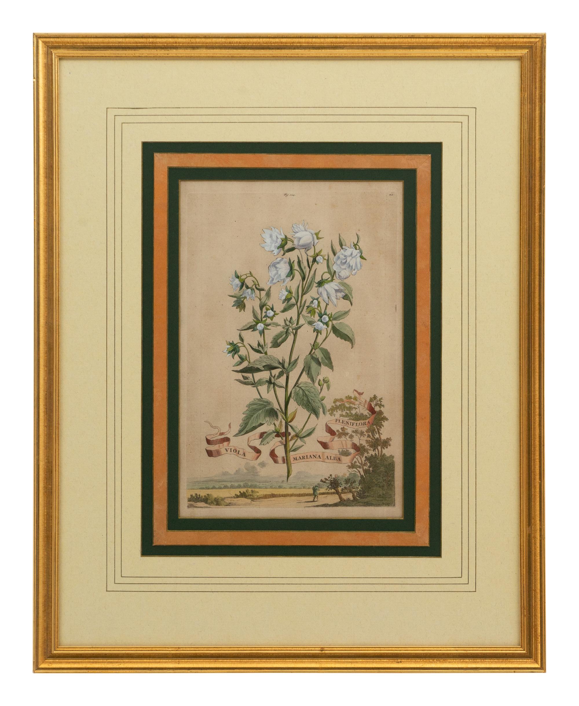 A Collection of Ten Abraham Munting Botanical Engravings from Naauwkeurige Beschryving Der Aardgewassen (1696)
