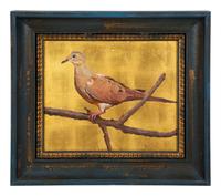 Wood Dove