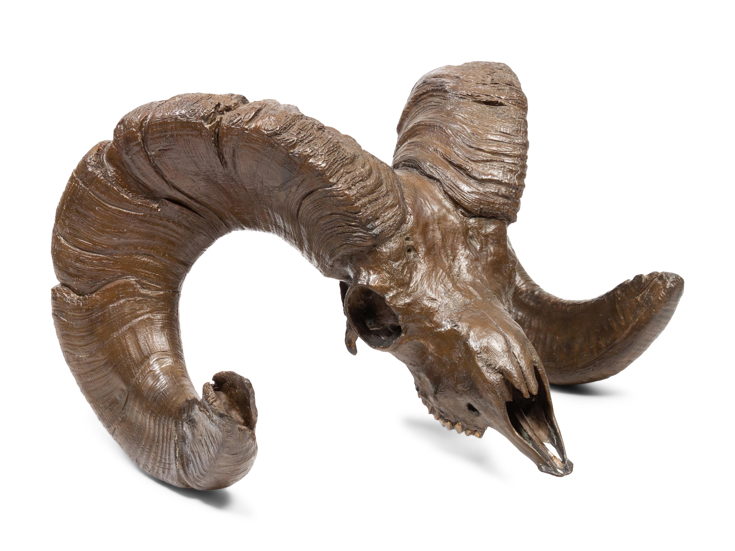 Bighorn Skull , edition 1/22