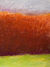 Oaks Along the Edge of a Field