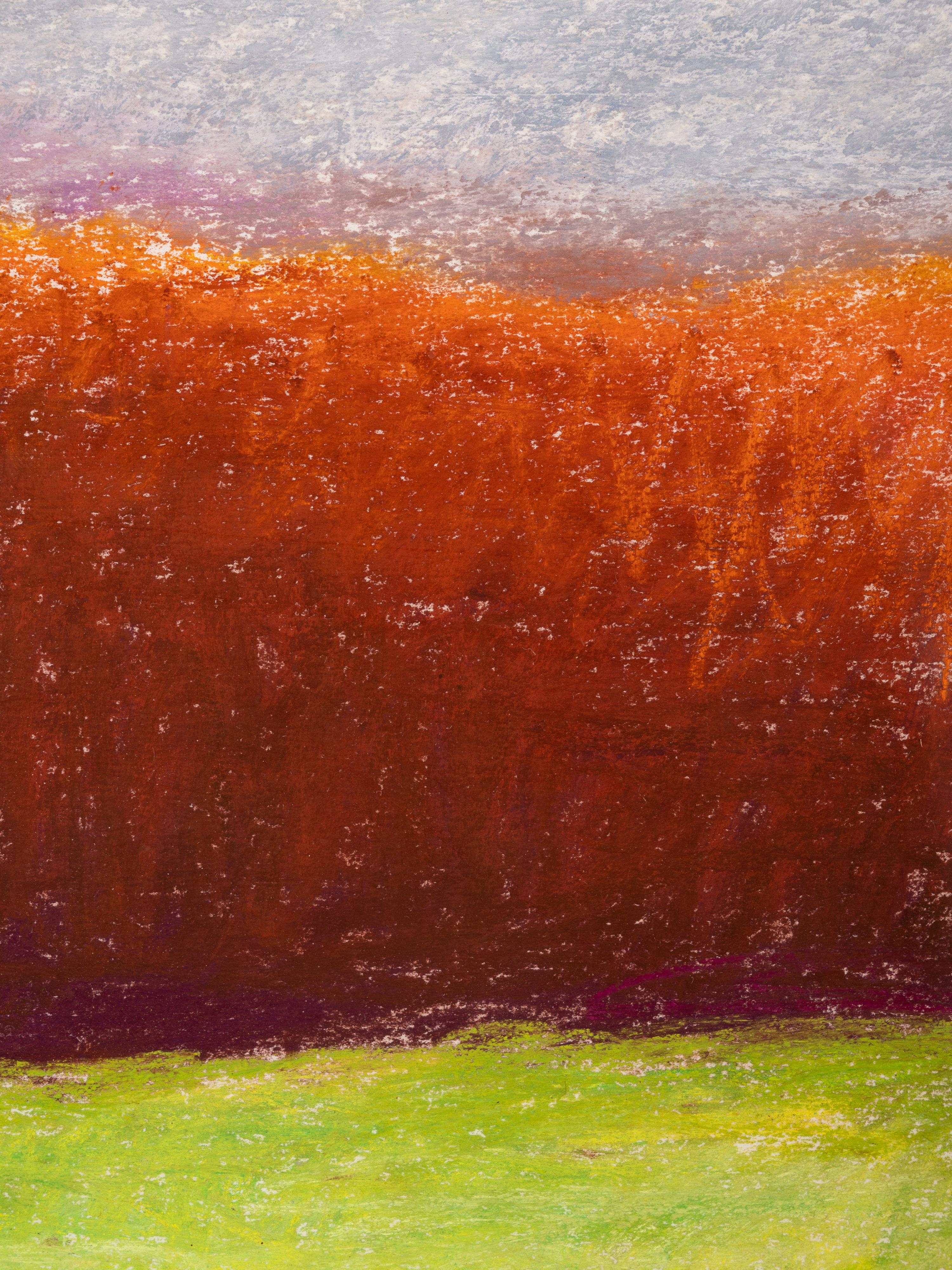 Oaks Along the Edge of a Field