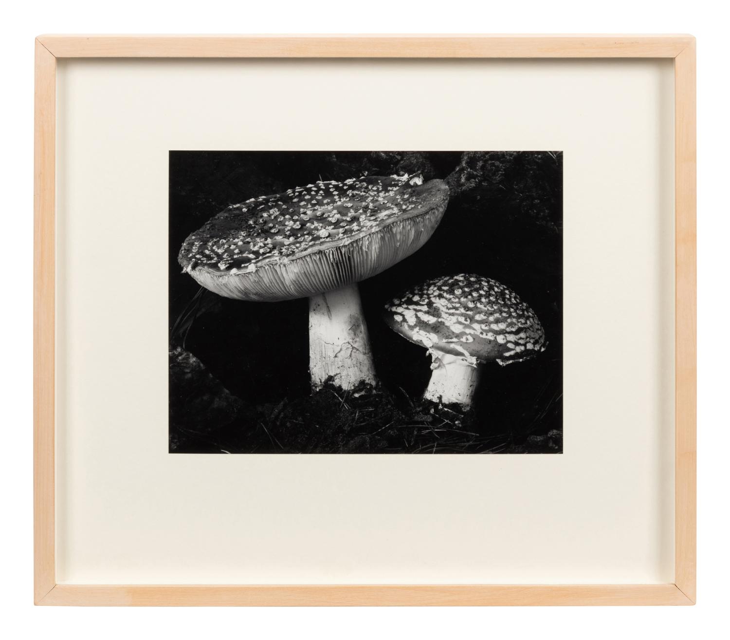 Toadstool