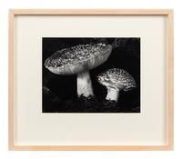 Toadstool