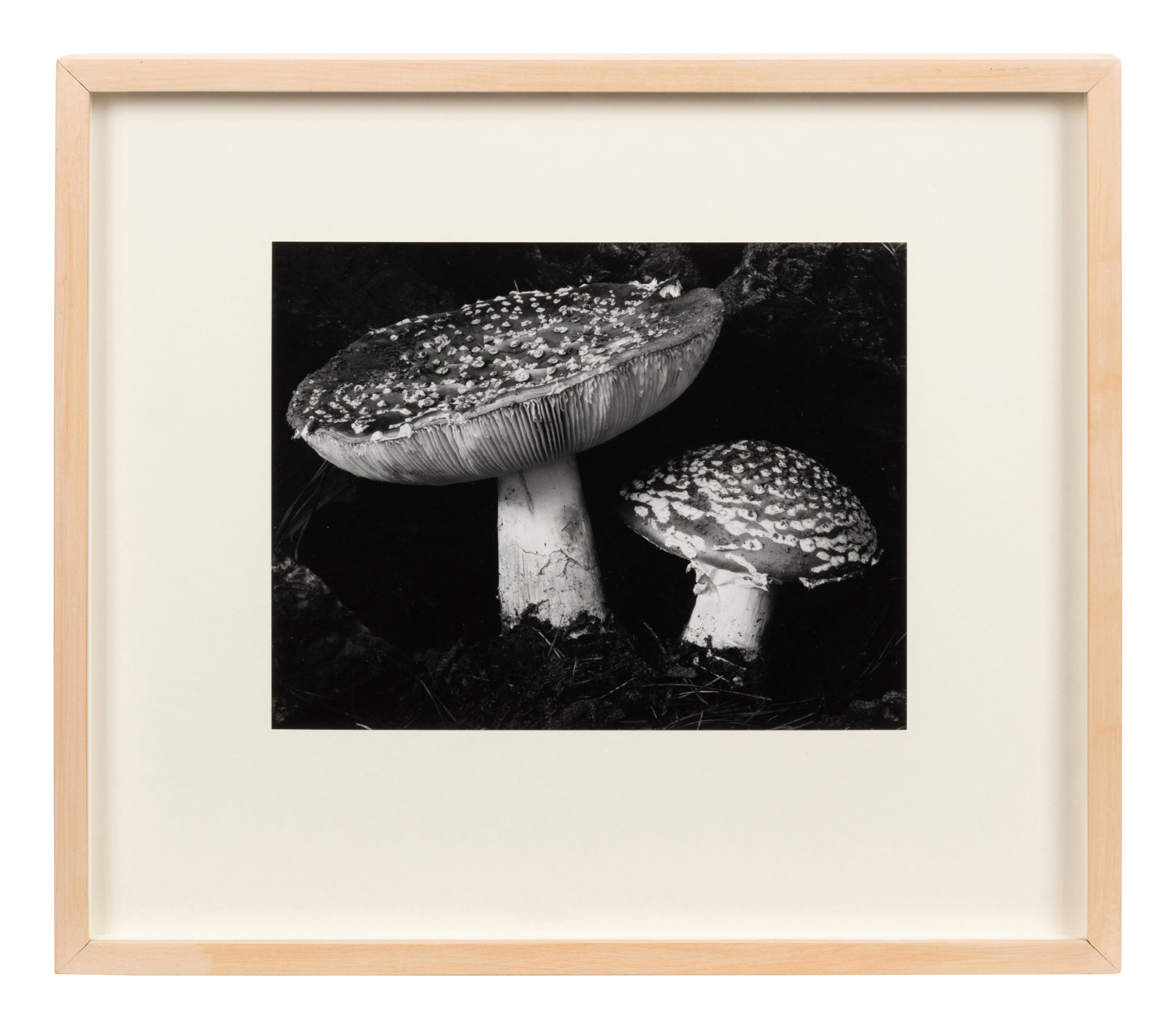 Toadstool