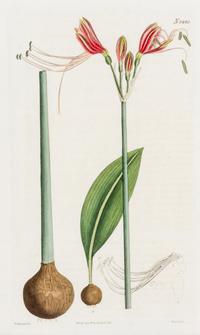 CURTIS, SAMUEL. A collection of eight hand-colored engravings from Botanical Magazine. (London, 1823-1826)