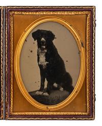 [EARLY PHOTOGRAPHY]. Charming half plate ambrotype portrait of a black and white dog.