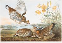 Audubon, John James (1785-1851) Pinnated Grous (Plate 296) Tetrao Cupido