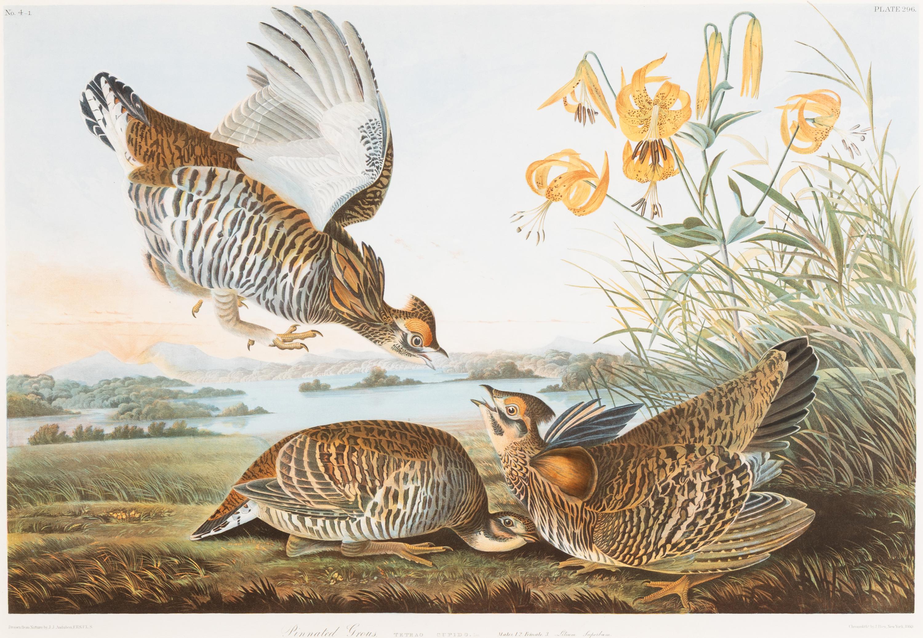 Audubon, John James (1785-1851) Pinnated Grous (Plate 296) Tetrao Cupido