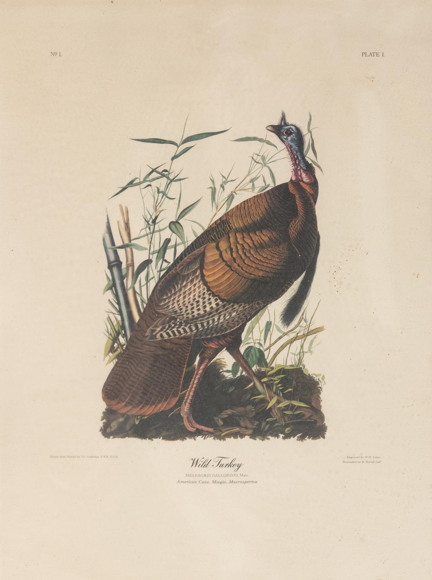 Seven Framed Bird Engravings