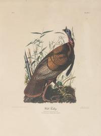 Seven Framed Bird Engravings