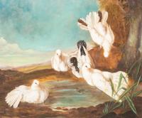 White Doves