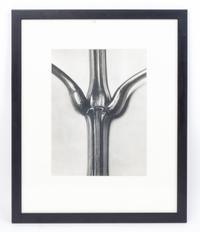 Karl Blossfeldt, (German, 1865 - 1932), Impatiens glandulifera (Indian balsam) from Art Forms in Nature