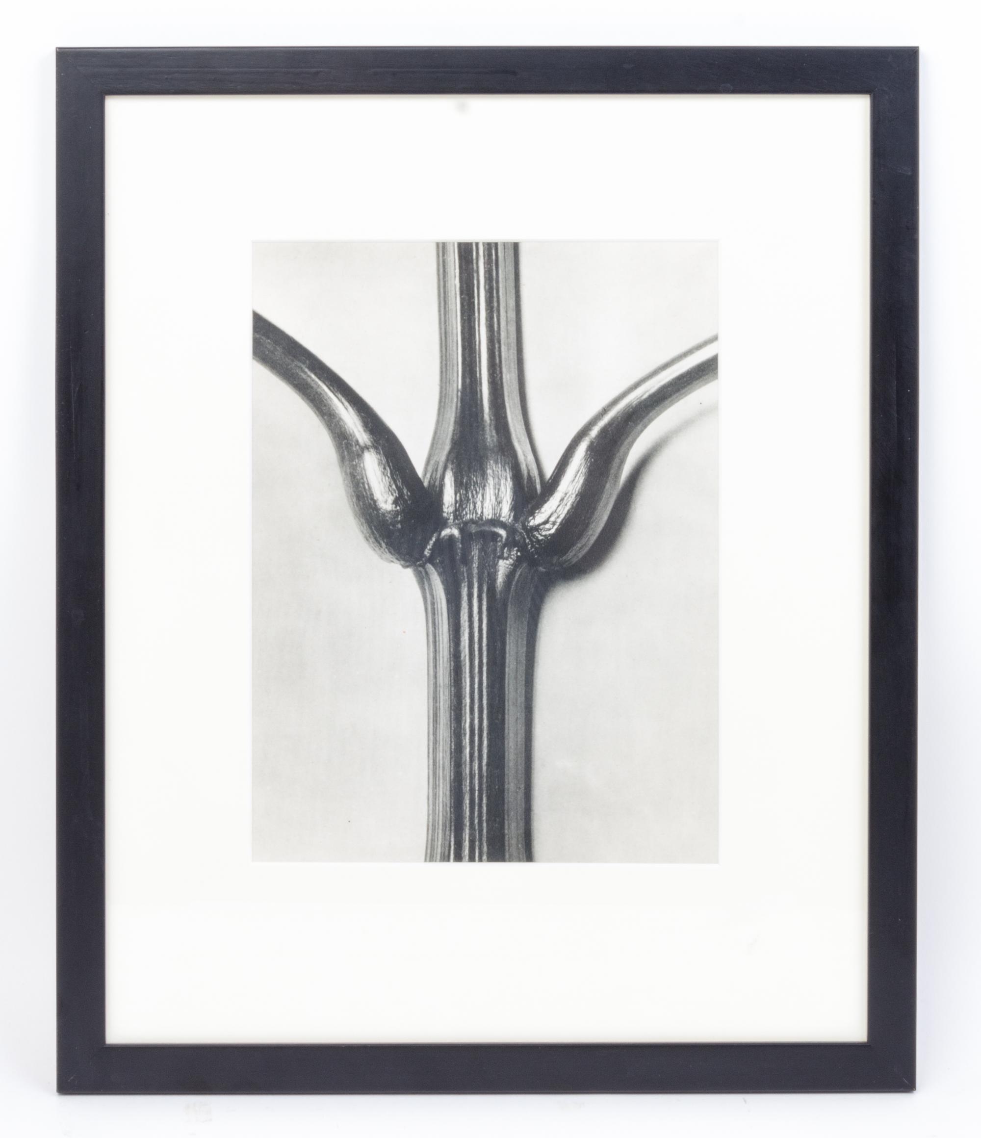 Karl Blossfeldt, (German, 1865 - 1932), Impatiens glandulifera (Indian balsam) from Art Forms in Nature