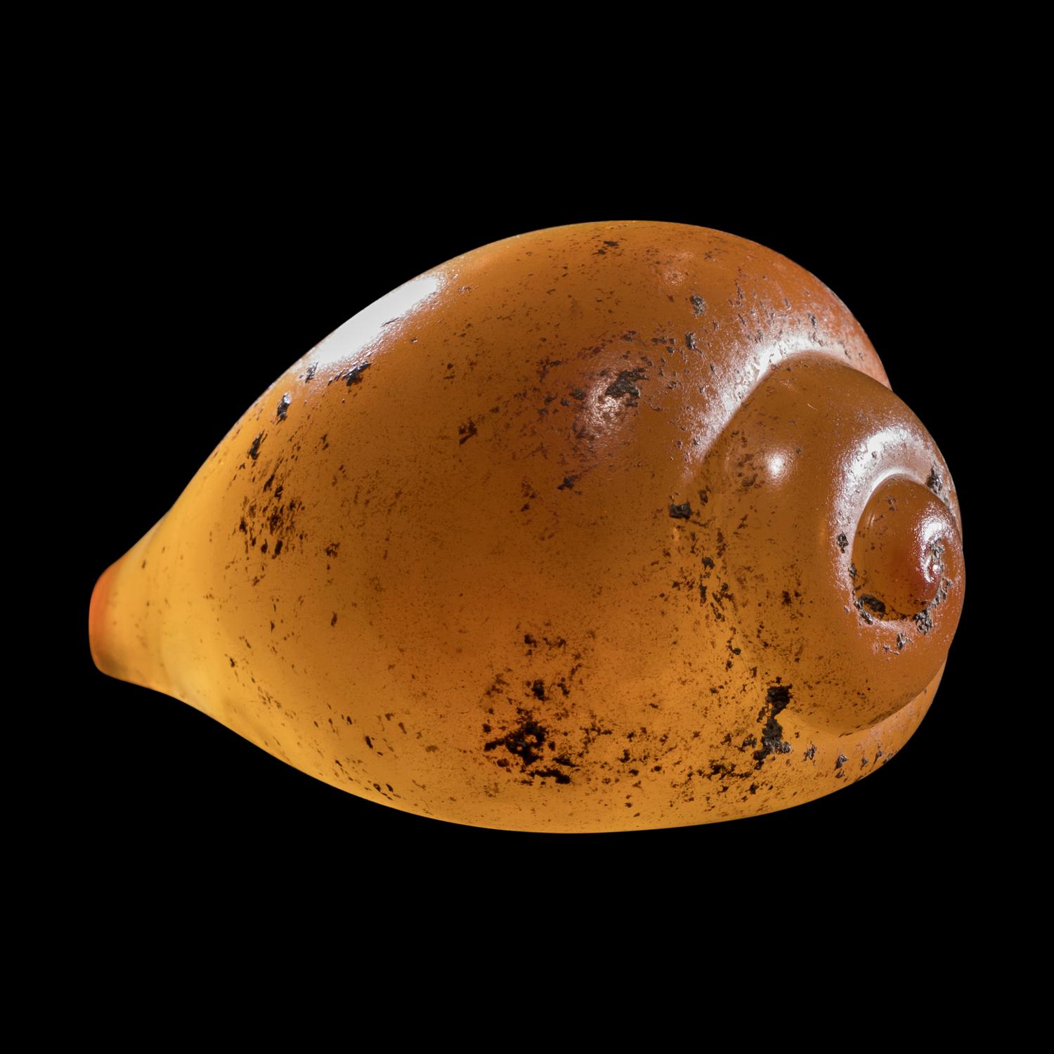 A Phoenician Agate or Carnelian Seashell