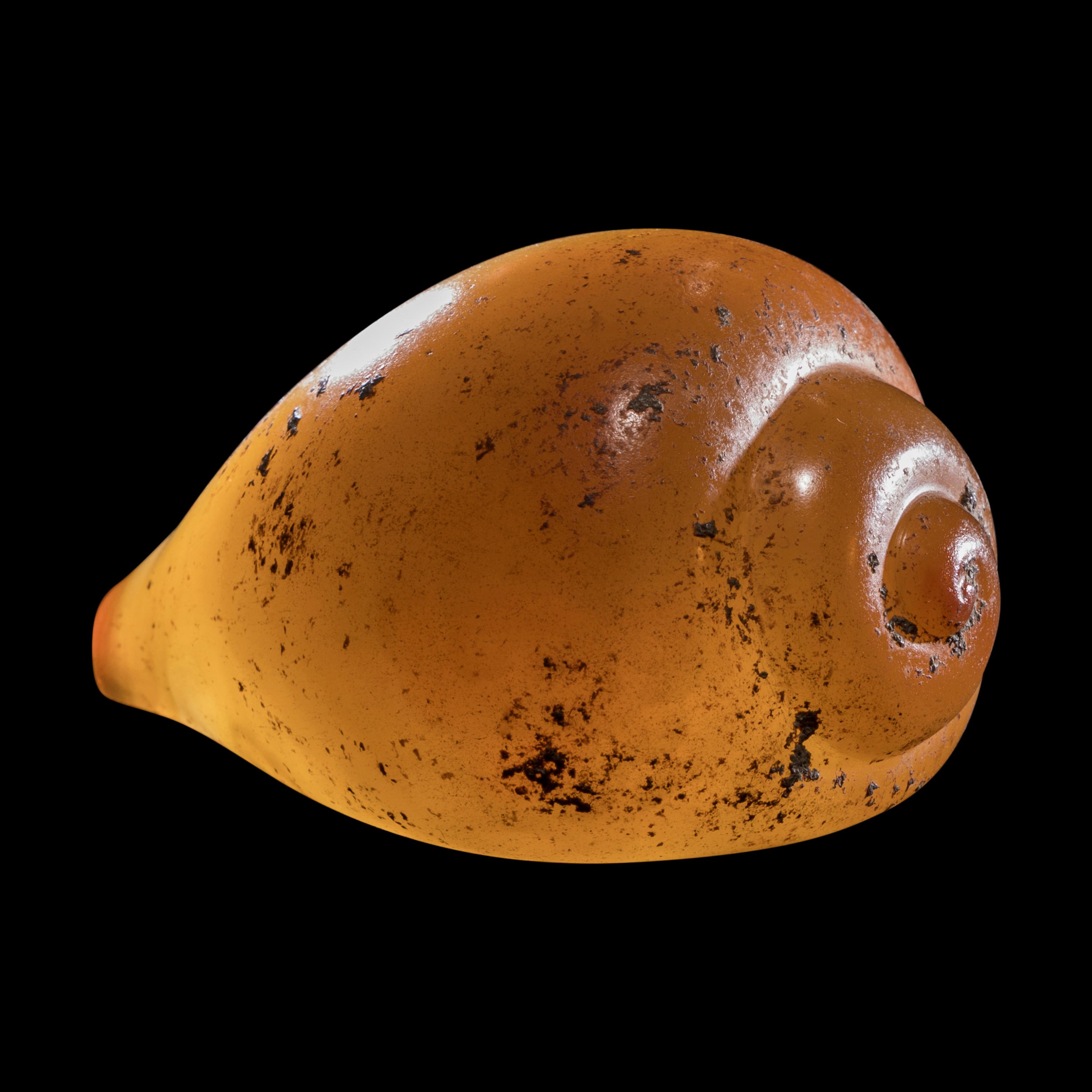 A Phoenician Agate or Carnelian Seashell
