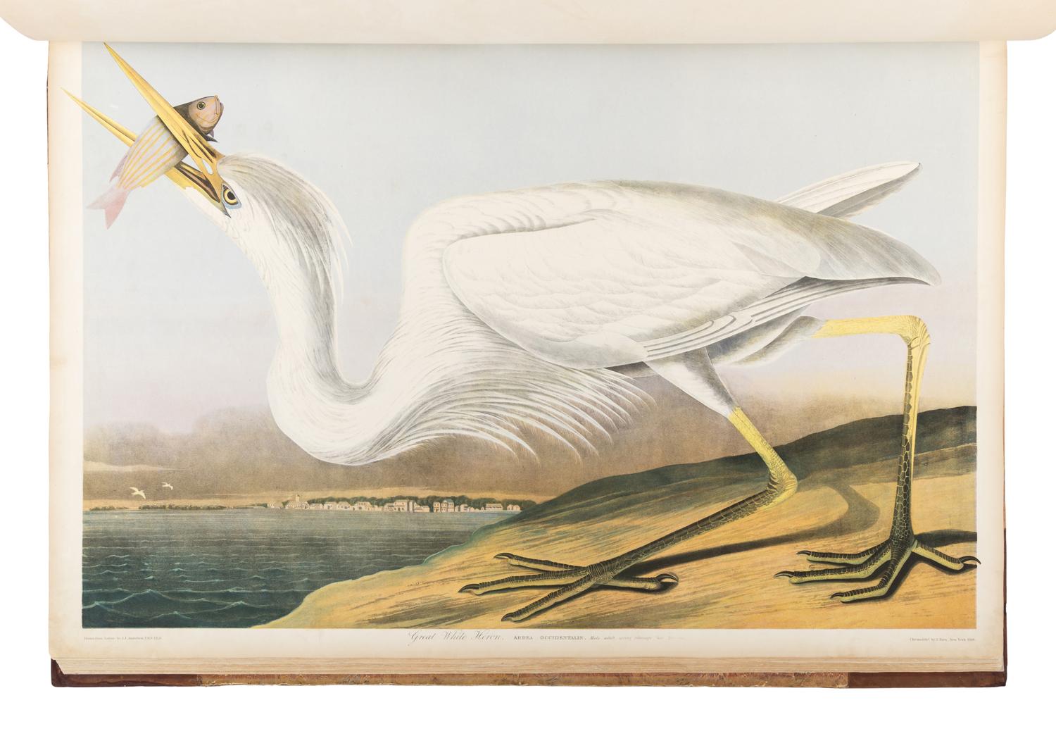AUDUBON, John James (1785-1851). The Birds of America, from Original Drawings by John James Audubon...Reissued by J [ ohn ] W [ oodhouse ] Audubon . New York: Roe Lockwood & Son, 1860.