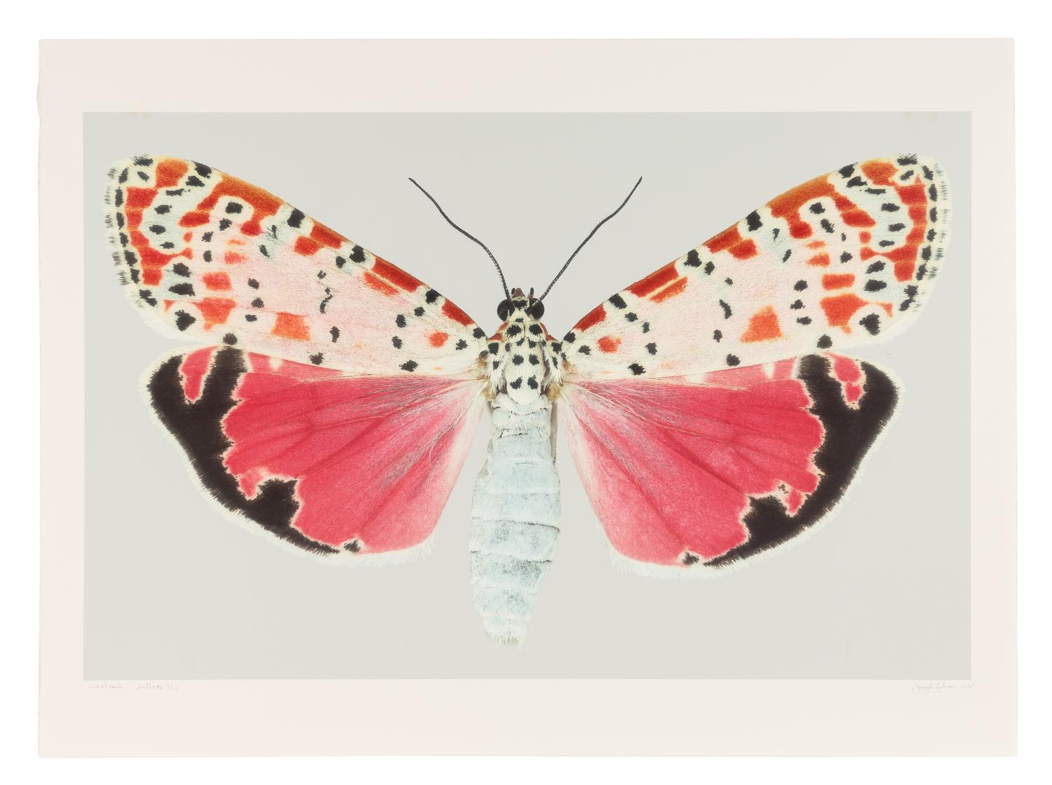 Utetheisa Bella #2 , 2005