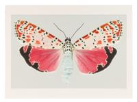 Utetheisa Bella #2 , 2005