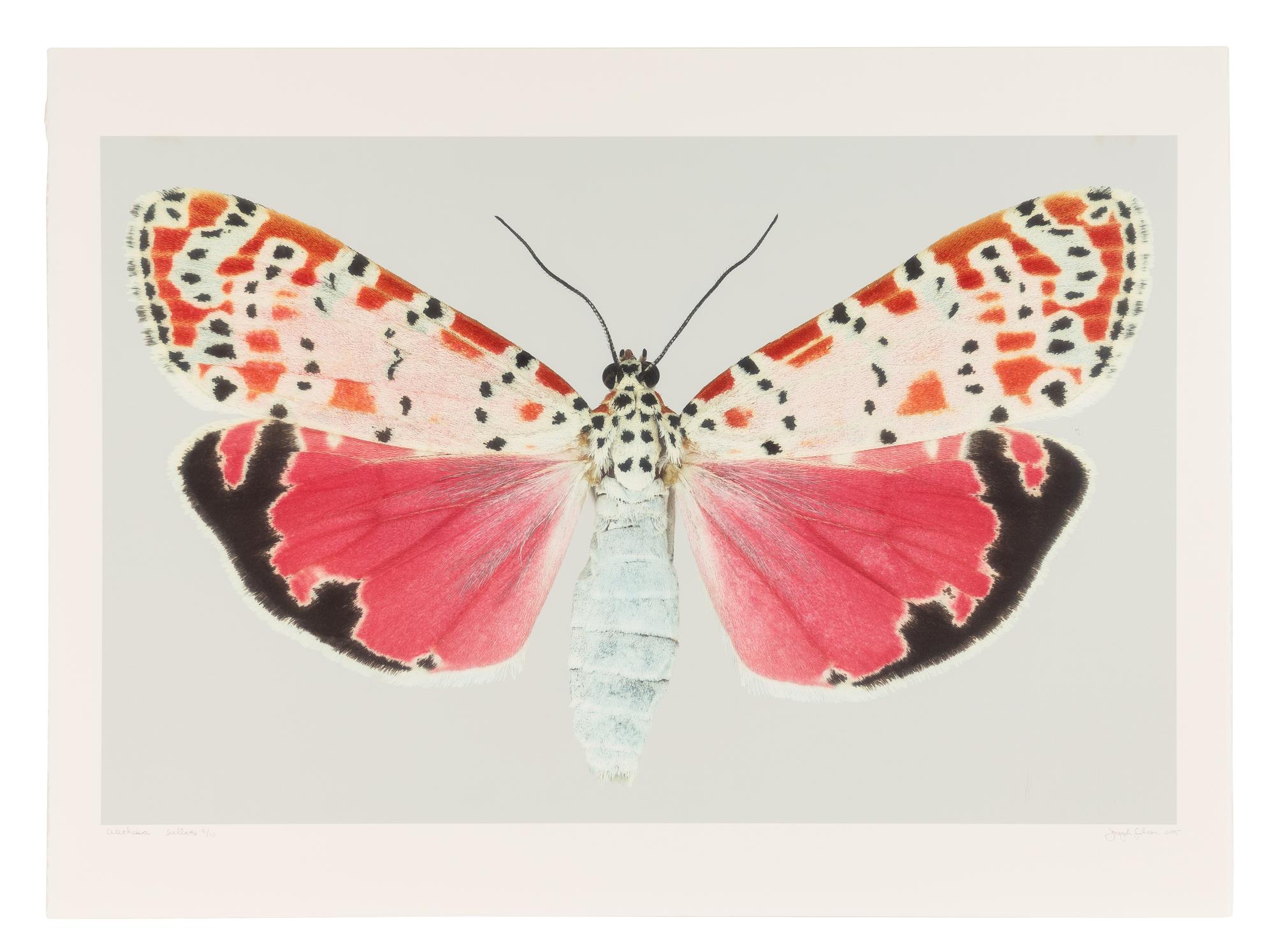 Utetheisa Bella #2 , 2005
