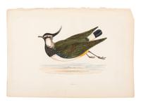 A Collection of Engravings from A History of British Birds , Rev. Francis Orpen Morris (Irish, 1810-1893)