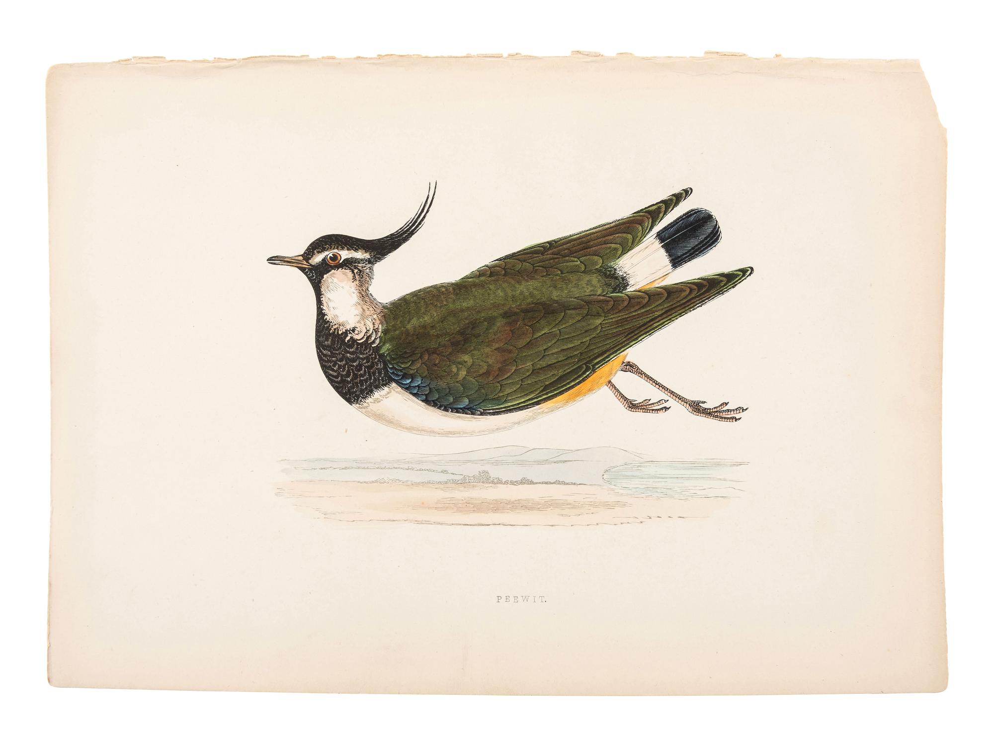 A Collection of Engravings from A History of British Birds , Rev. Francis Orpen Morris (Irish, 1810-1893)