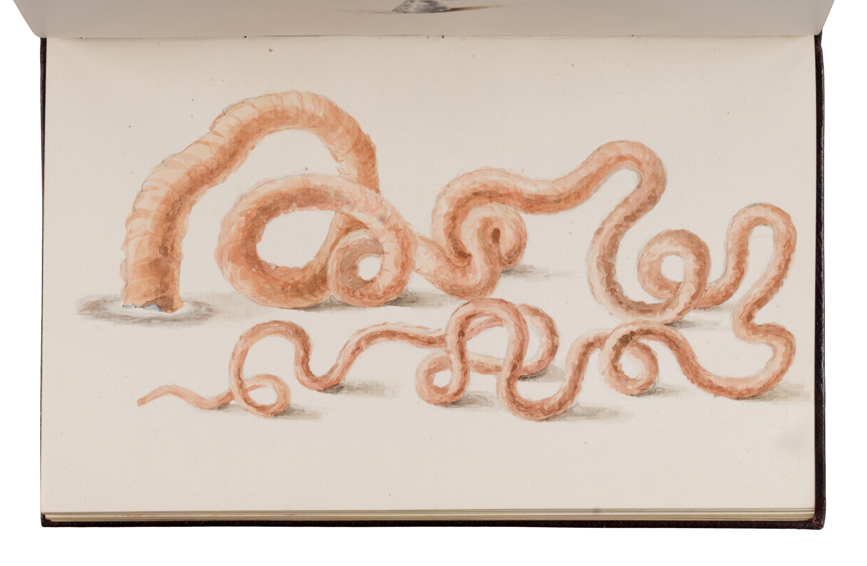 [Children’s Book]. Evans, Edith, illustrator. -- Hunter, Julia. A hitherto unpublished autograph manuscript fair copy of "Scientific Toys: Made for Amusement but Illustrating Some Important Principle." N.p., January 1884.