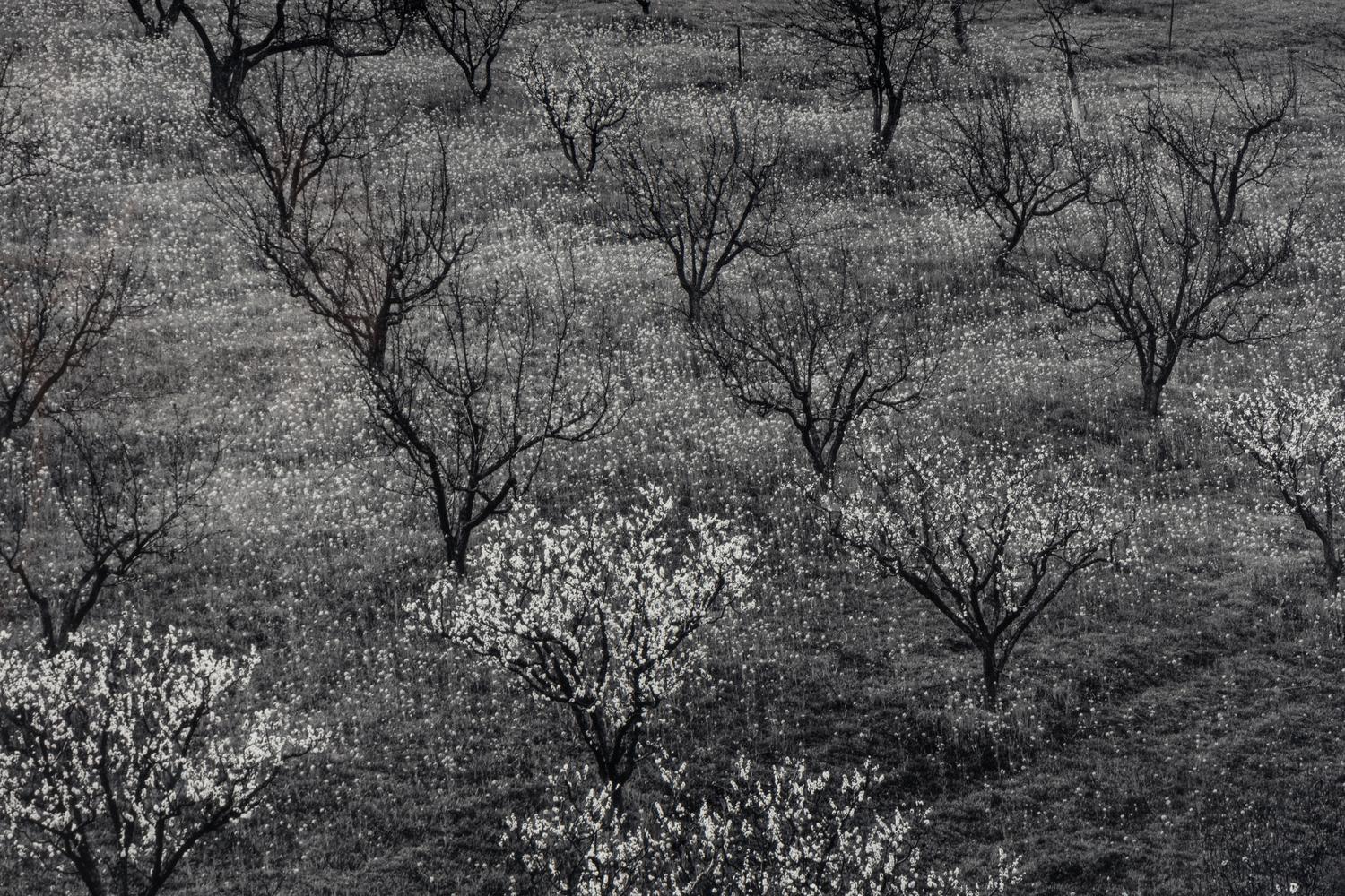 Ansel Adams (1902–1984) Orchard, Early Spring, Portola Valley, California, c. 1953