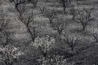 Ansel Adams (1902–1984) Orchard, Early Spring, Portola Valley, California, c. 1953